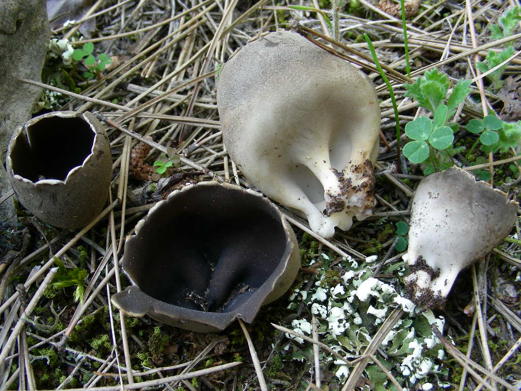 Ritrovamento del 19.01.2010.